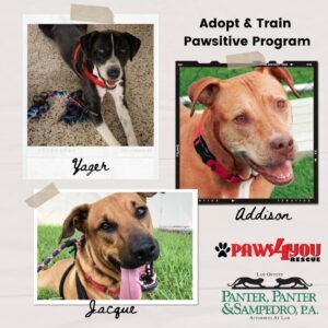 PAWS4you Rescue Adopt Train Pawsitive Program Sponsored By Panter Panter Sampedro